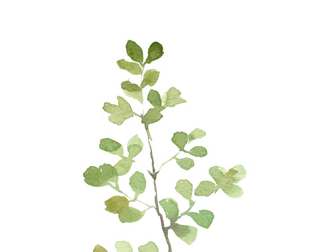 水彩植物树叶绘画素材