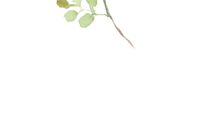 水彩植物树叶绘画素材