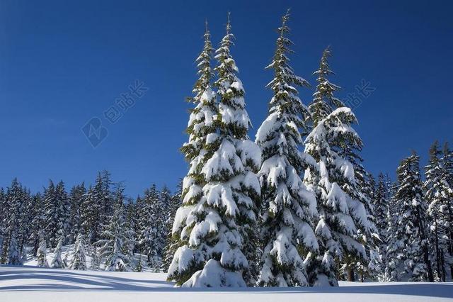 雪 松树 冬天 覆盖 常青树 登上学士 德舒特国家森林 俄勒冈