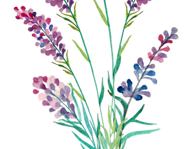 水彩植物花纹装饰绘画素材
