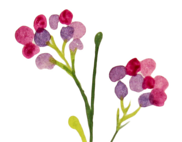 水彩植物树叶绘画素材
