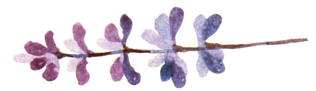 水彩植物花纹装饰绘画素材