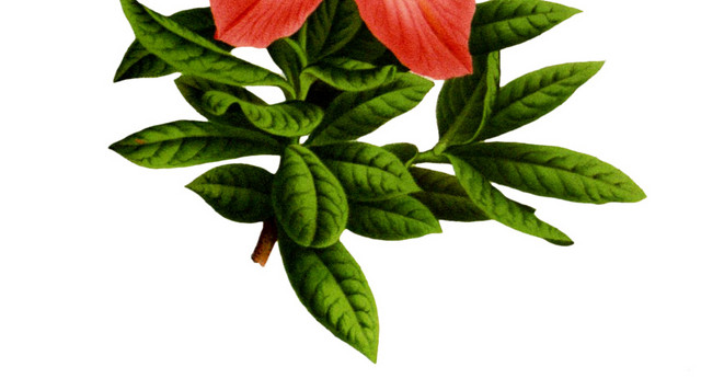 彩绘红花花朵矢量图素材