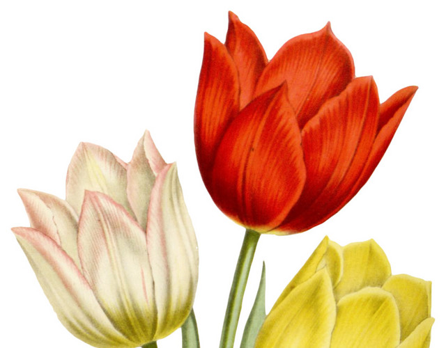 郁金香花朵矢量图素材