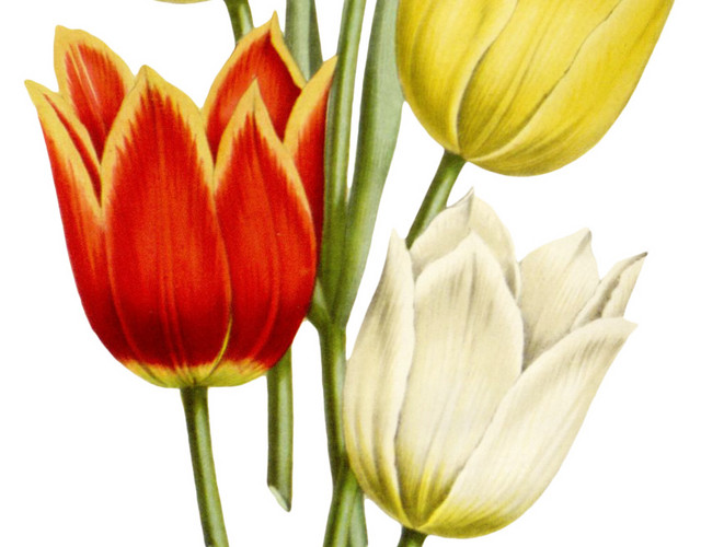 郁金香花朵矢量图素材