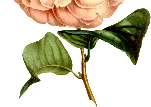 山茶花花朵矢量图素材