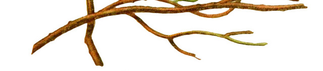 野果植物矢量图素材