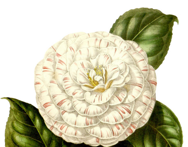 山茶花花朵矢量图素材
