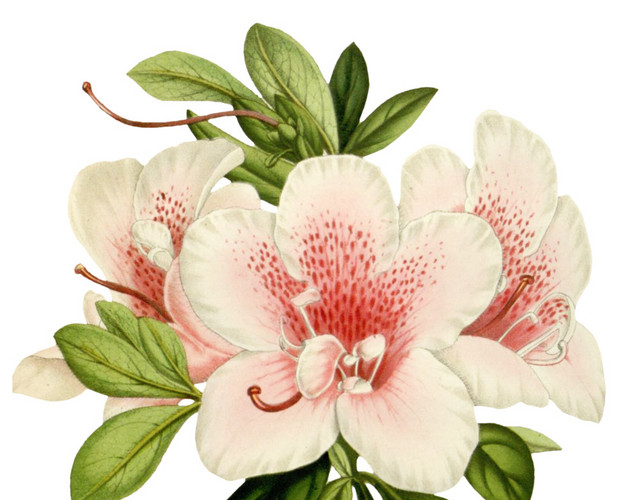白色花朵花朵矢量图素材