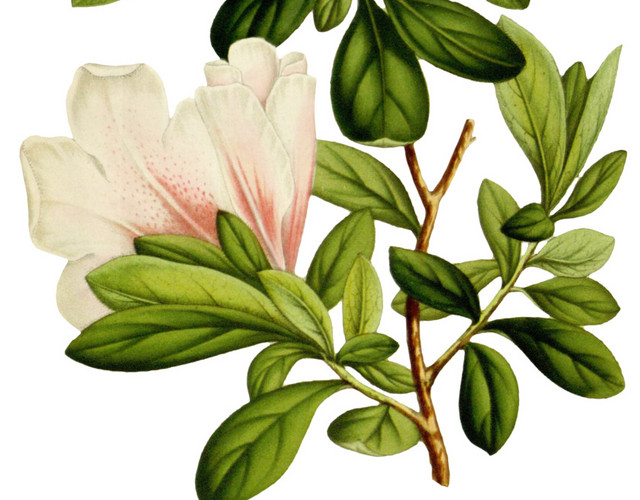 白色花朵花朵矢量图素材
