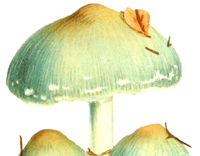 蘑菇矢量图素材