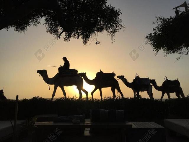 旅游自然夕阳下的骆驼队伍背景图片