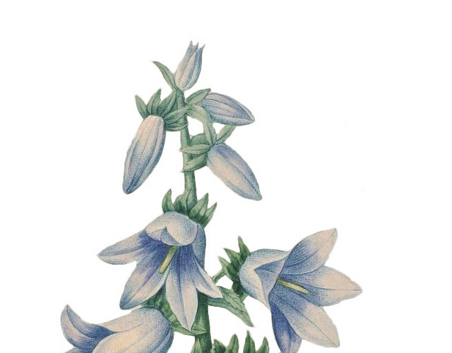 蓝铃花矢量图素材