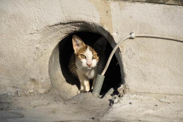 流浪的猫 猫希腊 动物 猫的眼睛 宠物