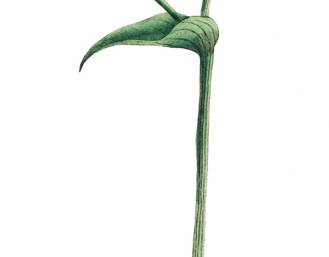 野菊矢量图素材