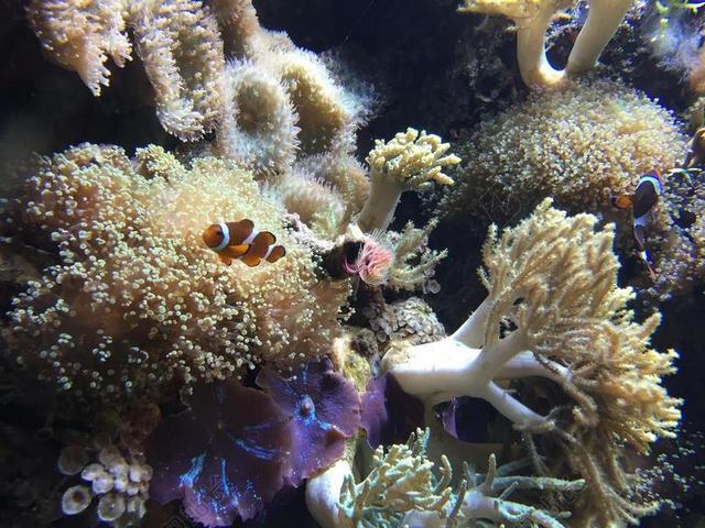 热带 礁 水族馆 鱼 小丑鱼 珊瑚 水下