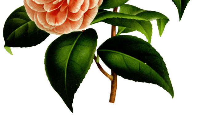 彩色花朵矢量图素材
