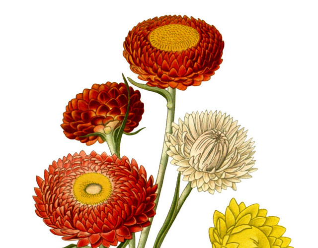 彩色菊花花朵矢量图素材