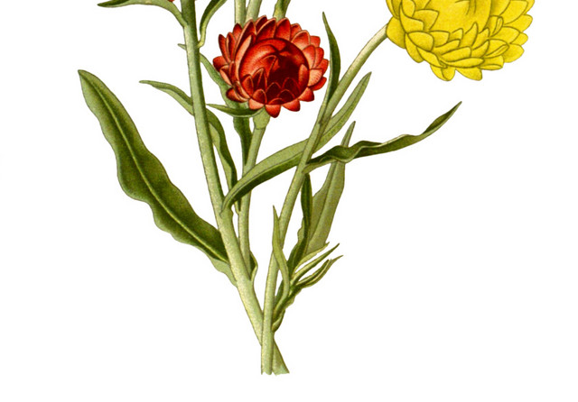 彩色菊花花朵矢量图素材