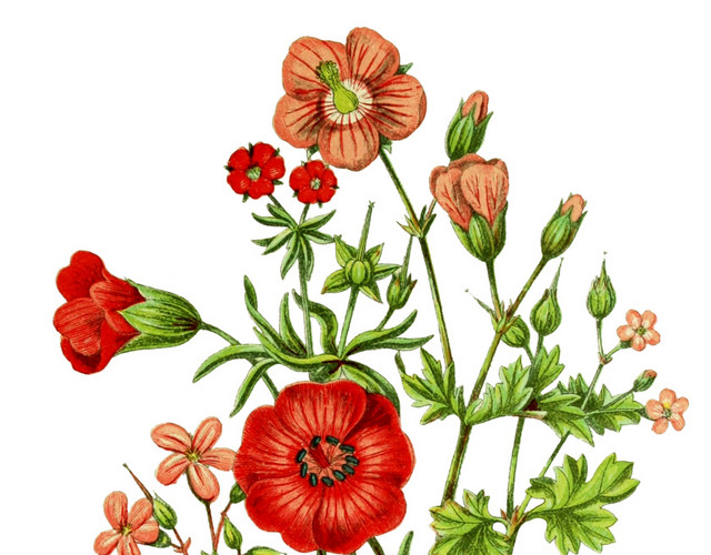 花丛叶子花朵色彩矢量图素材