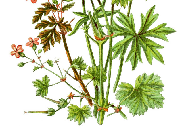 花丛叶子花朵色彩矢量图素材