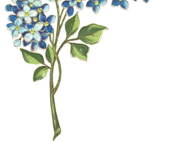 兰花花朵矢量图素材