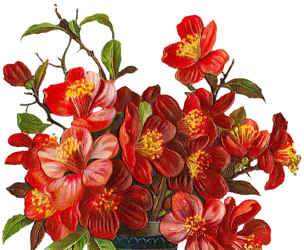 花朵花瓶玫瑰矢量图素材
