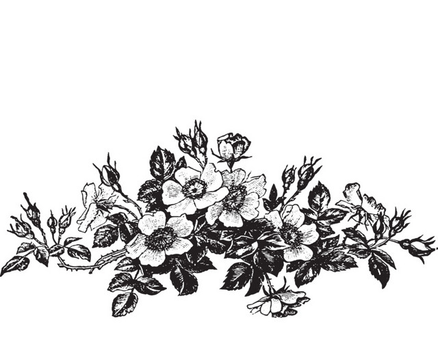黑白花朵矢量图素材