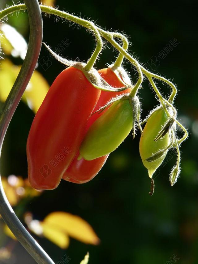 植物枝头成熟的红色番茄背景图片