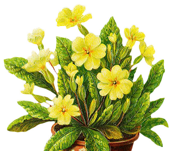 盆栽花朵矢量图素材