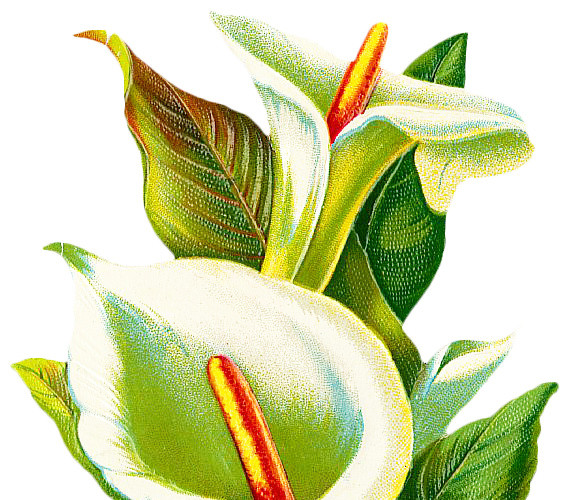 水仙花花朵矢量图素材