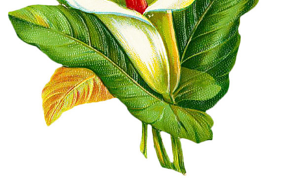 水仙花花朵矢量图素材