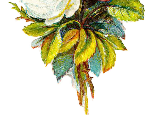 花束花朵矢量图素材