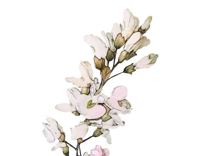 彩绘花朵矢量图素材