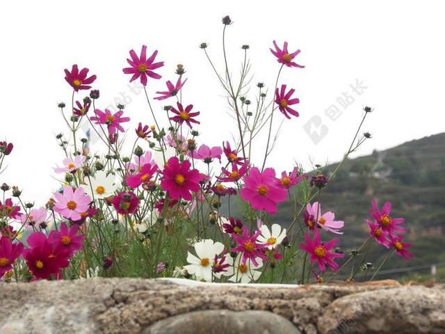 四川 格桑花 藏寨 波斯菊 羌寨 九寨沟 黄龙 紫色 花朵