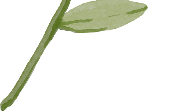 植物装饰矢量图素材