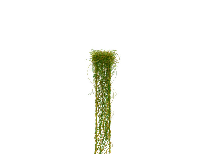 创意植物英文字母素材