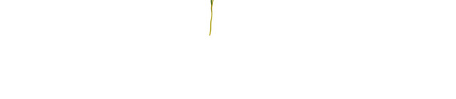创意植物英文字母素材