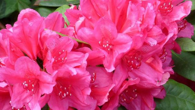 杜鹃 性质 鲜花 喜悦 颜色 花园 粉红色 粉色 厂 关闭