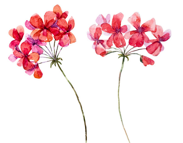 五彩缤纷的花朵