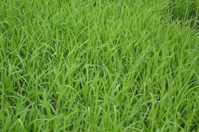 绿色 草坪 草甸 草 原野 草原 植物 土地 草皮 增长