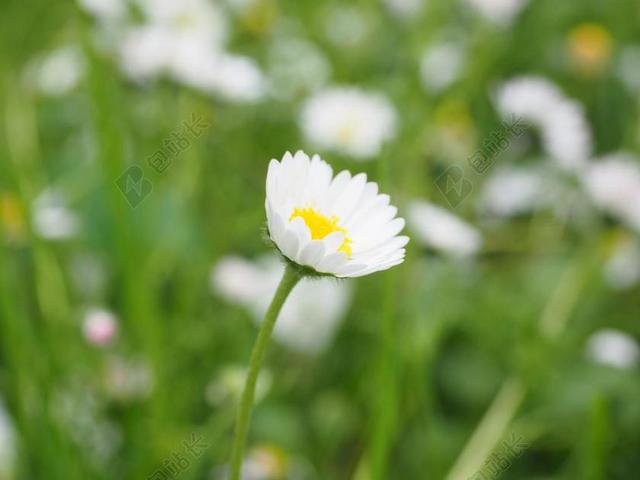 雏菊 花 开花 白 贝利斯哲学 发电量的雏菊 菊花