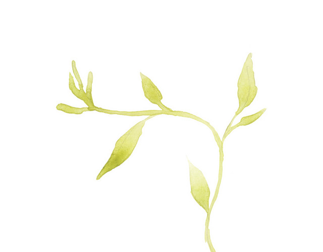 绿色茶叶素材
