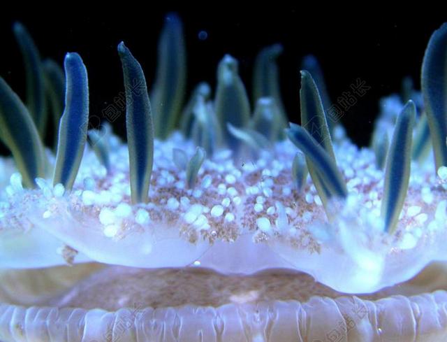 海葵 生物 盛开 美丽 性质 海 水 丰富多彩 海底世界