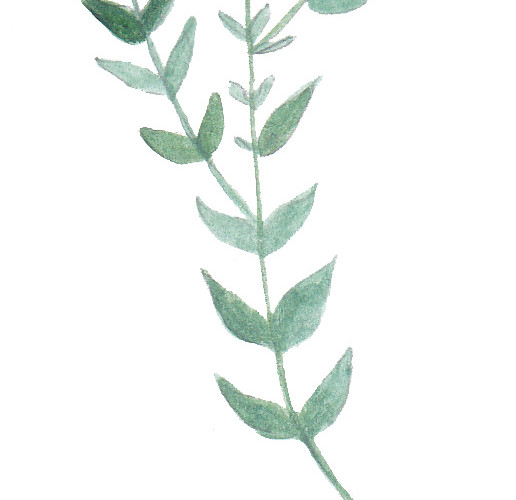 绿色小草手绘素材