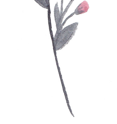 水彩花卉