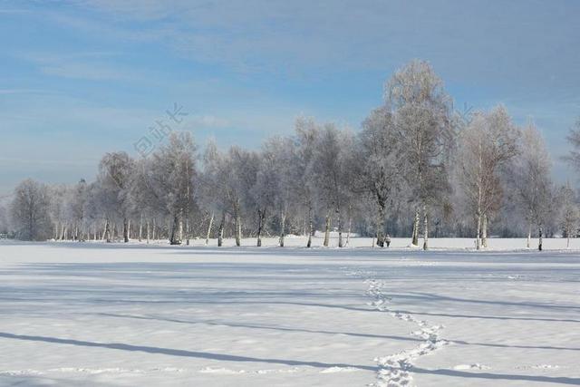 景观 冬天 雪 寒冬 白 雪魔 浪漫 树木 分支机构