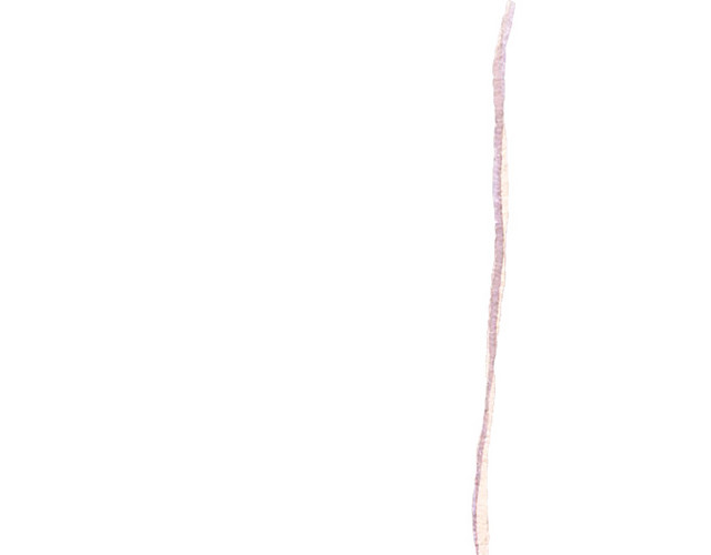 卡通蜘蛛