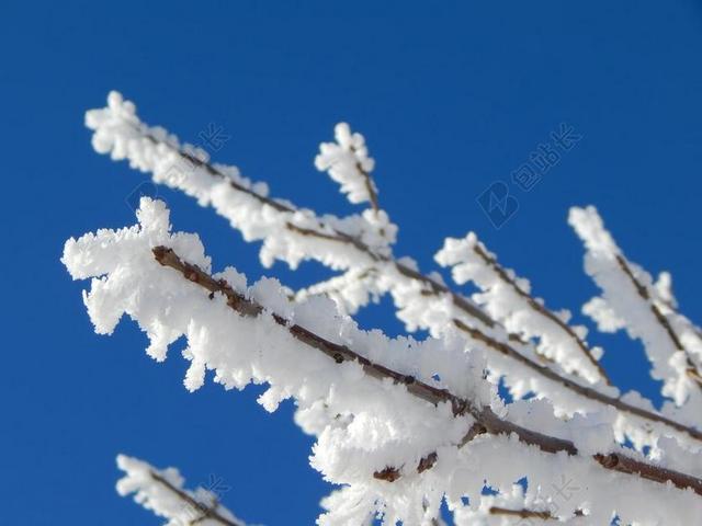 白霜 雪 枝杈 树 冬天 冷 十二月 1 月 景观 蓝色