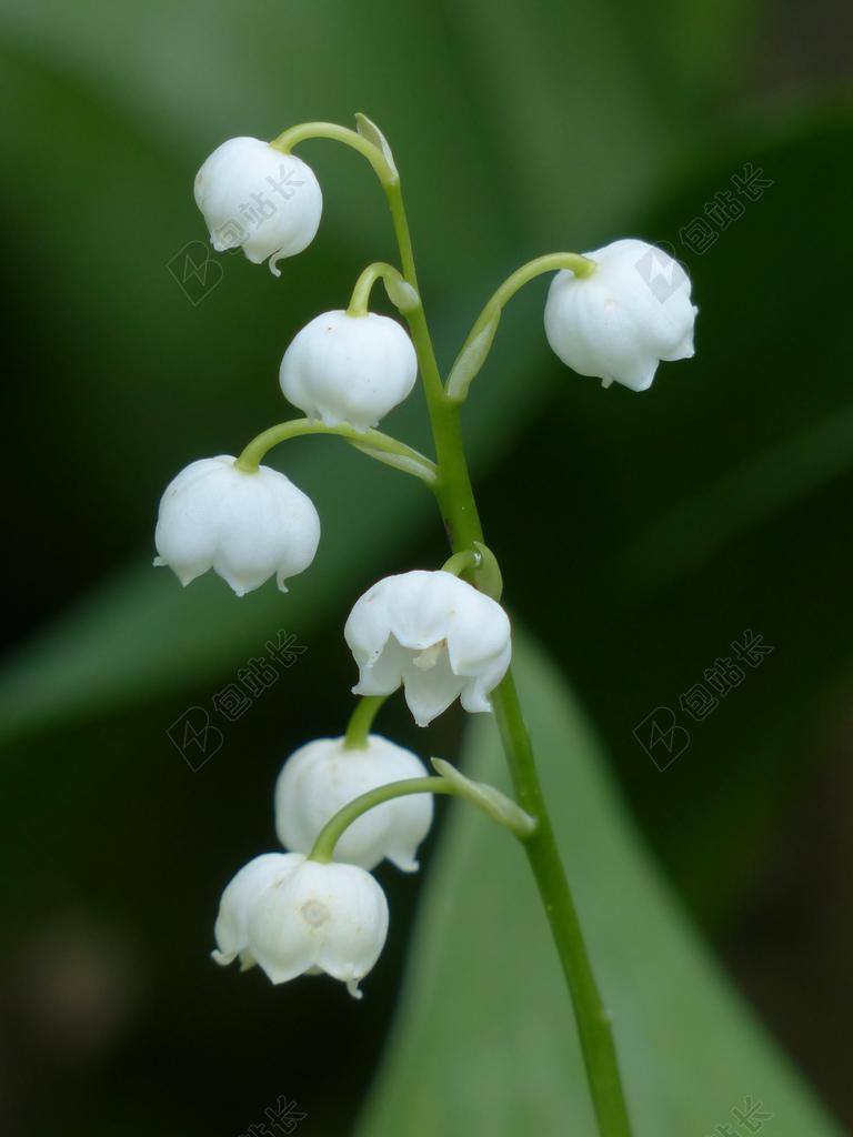 铃兰 开花 白 花 CONVALLARIA MAJALIS 芦笋厂